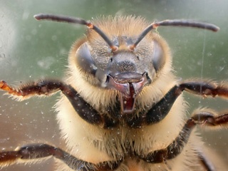 Bee